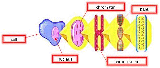 DNA1.gif